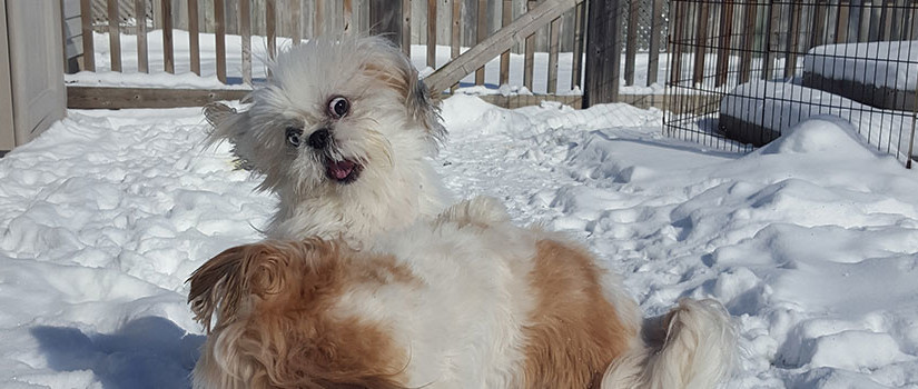 Two shih tzus frolicking in the snow during a dog sitting session with The Sophisticated Dog in Sarnia, Ontario.