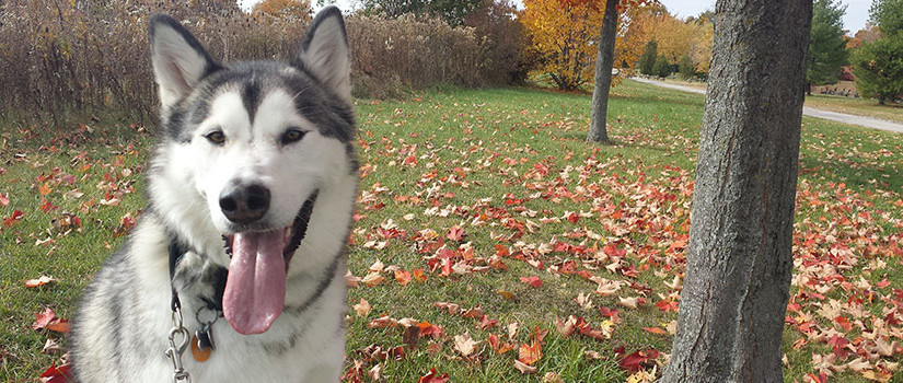A well-behaved husky, sitting underneath a tree after a session with a dog walker in Sarnia, Ontario.